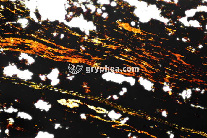 Houille avec débris végétaux fossiles - microscope (lumière naturelle) x25 - gryphea.org